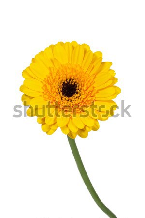 Single yellow Gerbera flower closeup Stock photo © haraldmuc