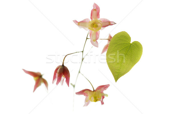Barrenwort (Epimedium rubrum) flower Stock photo © haraldmuc