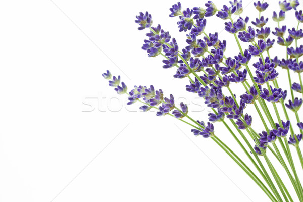 Stock photo: Lavender flowers (Lavandula angustifolia) 