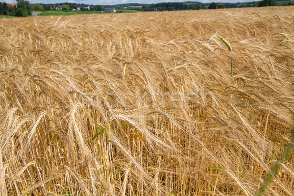 зерна области Германия весны трава природы Сток-фото © haraldmuc