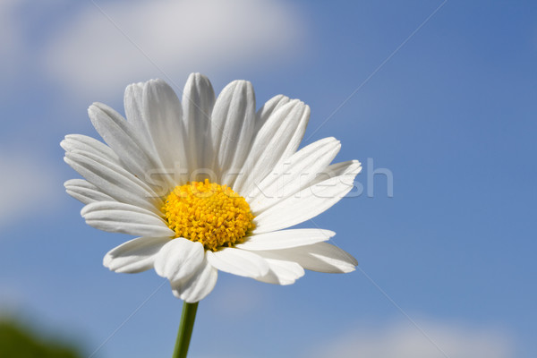 Blooming oxeye daisy (Leucanthemum) Stock photo © haraldmuc