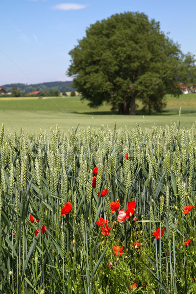 Германия весны трава дороги Сток-фото © haraldmuc