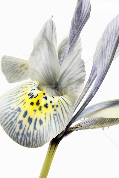 Foto stock: Iris · primer · plano · flor · primavera · tiempo · planta