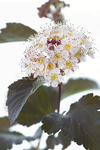 Blooming Ninebark (Physocarpus opulifolius) Stock photo © haraldmuc