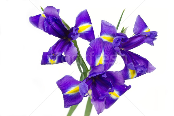 Dark purple iris flowers isolated on white Stock photo © haraldmuc