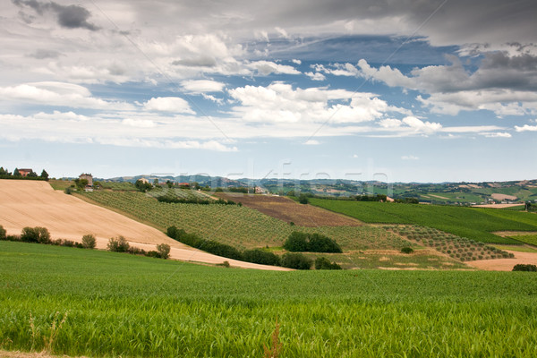 Hilly countryside of le Marche, Italy Stock photo © haraldmuc