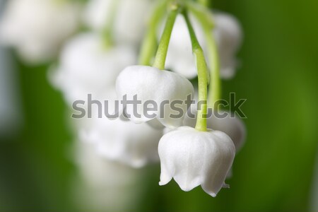 Krwawienie serca kwiat wiosną miłości liści Zdjęcia stock © haraldmuc