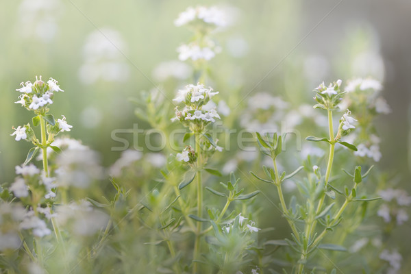 Blooming thyme closeup Stock photo © haraldmuc
