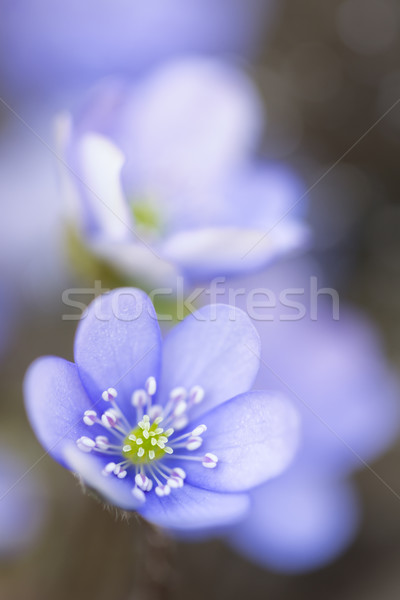 Stock photo: Hepatica nobilis flower closeup shot