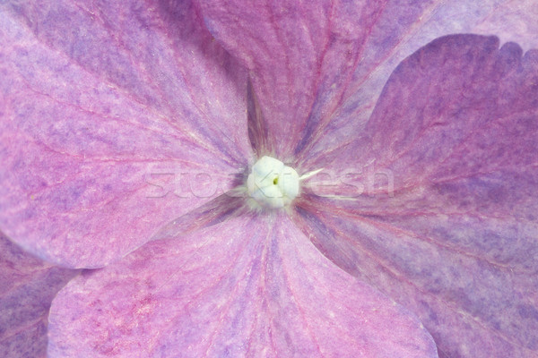 Hydrangea flower, closeup Stock photo © haraldmuc