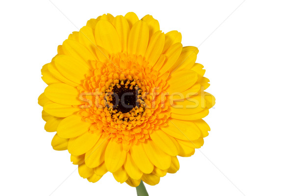 Single yellow Gerbera flower closeup Stock photo © haraldmuc