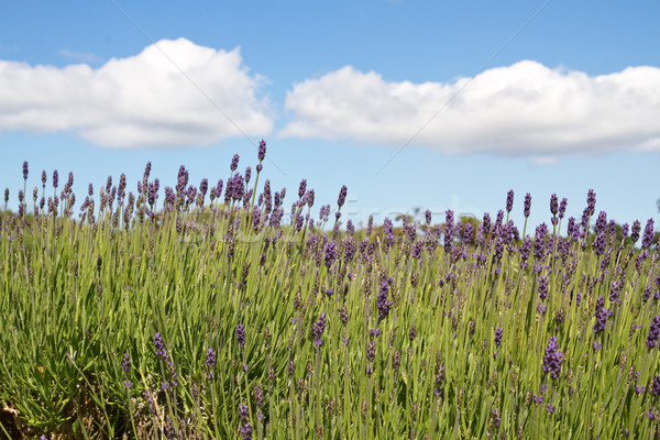 Lavender (Lavandula angustifolia) farming on the channel islands Stock photo © haraldmuc