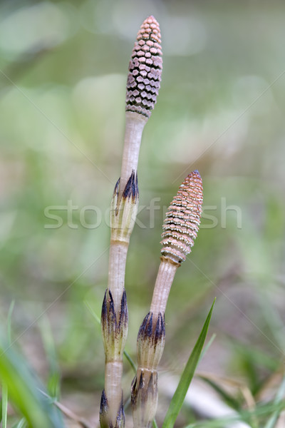 Wood horsetail (Equisetum sylvaticum), shot with shallow DOF Stock photo © haraldmuc