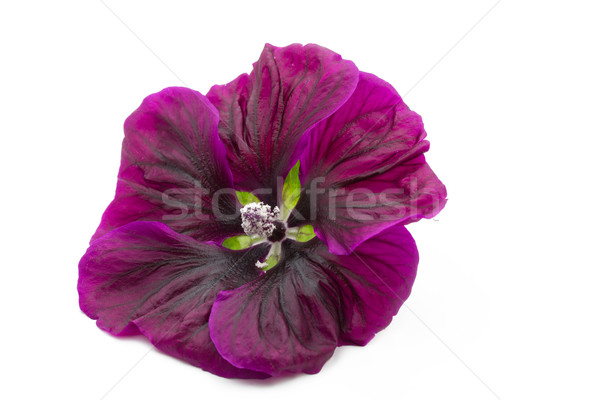 Malva flower on white background Stock photo © haraldmuc