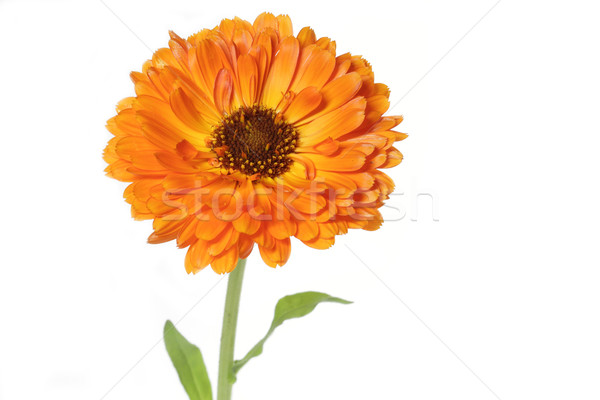 Orange pot marigold (Calendula officinalis) flower Stock photo © haraldmuc