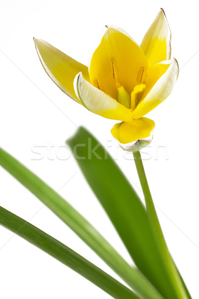 Diminutive Tulip (Tulipa tarda) Stock photo © haraldmuc