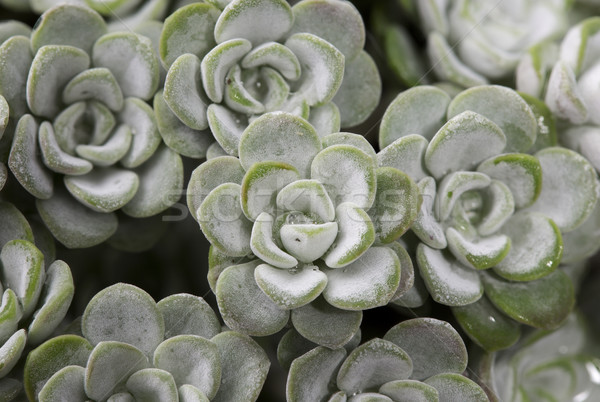 Sedum spathulifolium 'Cape Blanco' plant as background Stock photo © haraldmuc