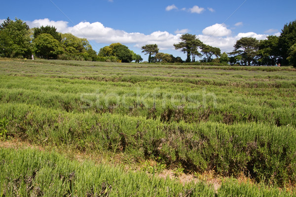 Lavender (Lavandula angustifolia) farming on the channel islands Stock photo © haraldmuc