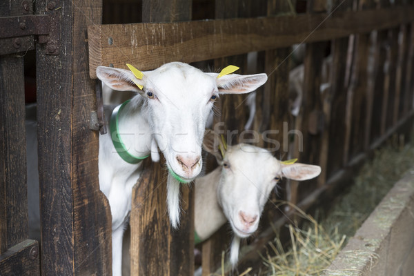 山羊 動物 穩定 牛奶 白 男 商業照片 © haraldmuc