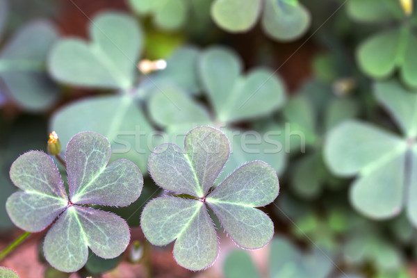 Oxalis corniculata leaves Stock photo © haraldmuc