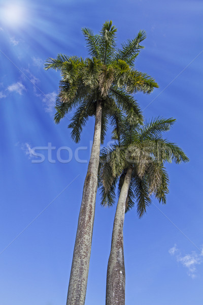King palm trees on the caribbean island of Cuba Stock photo © haraldmuc