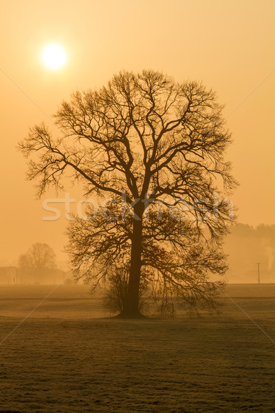 Bezlistny drzewo rano przeciwmgielne wiejski Niemcy Zdjęcia stock © haraldmuc