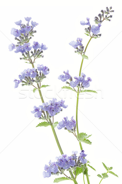 Catnip flowers (Nepeta cataria) on white background Stock photo © haraldmuc