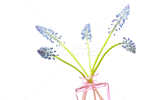 Muscari flowers on white background Stock photo © haraldmuc