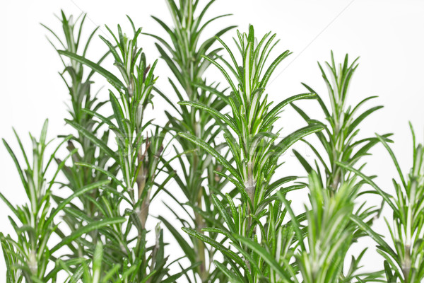 Rosemary (Rosmarinus officinalis) Stock photo © haraldmuc