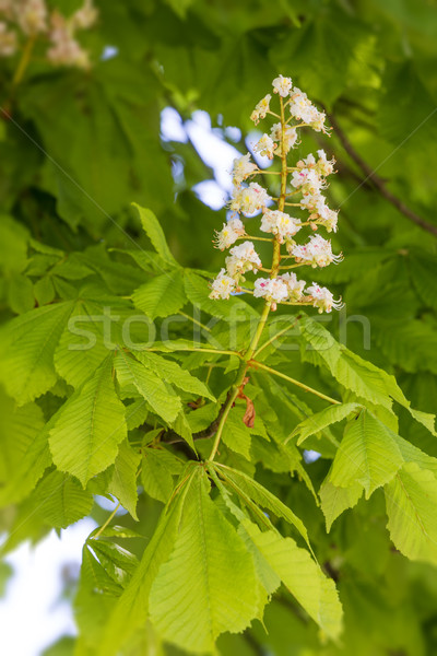 Flowering chestnut tree (Aesculus hippocastanum) Stock photo © haraldmuc