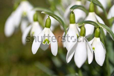 Spring snowdrop flowers Stock photo © haraldmuc