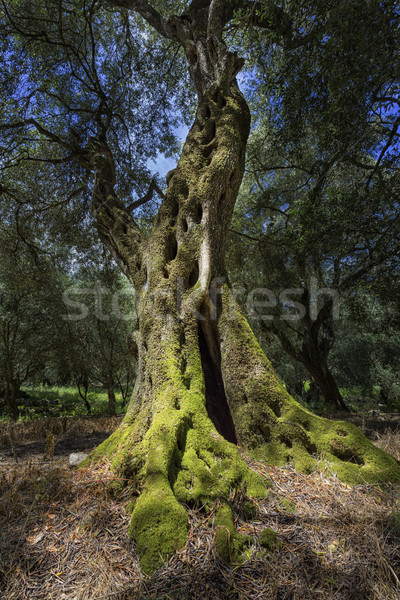 Single old olive tree on Corfu island, Greece Stock photo © haraldmuc