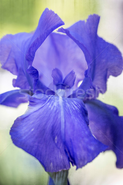 Stock fotó: Kék · írisz · virág · közelkép · tavasz · természet