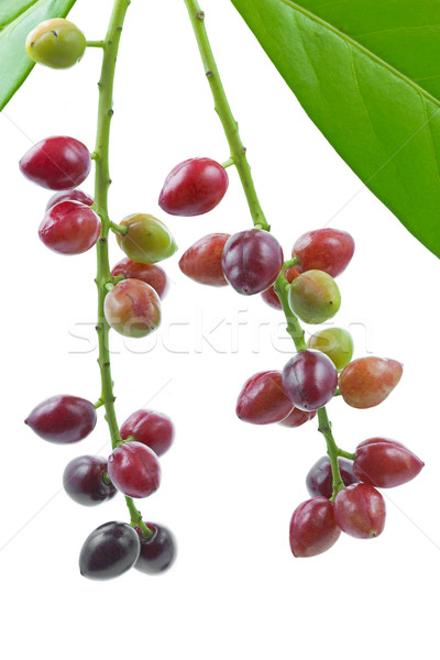 Cherry laurel (Prunus laurocerasus), fruits Stock photo © haraldmuc