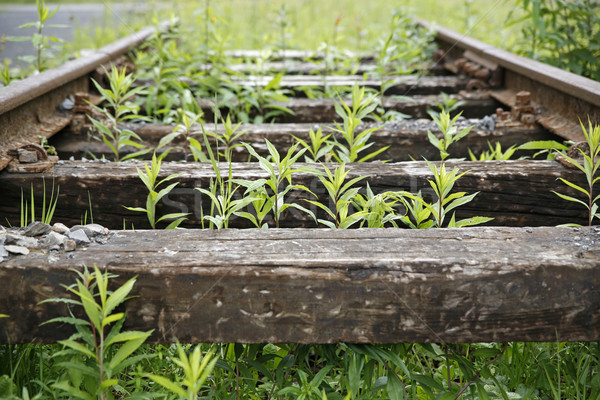 Stock photo: Railway line, deactivated and overgrown