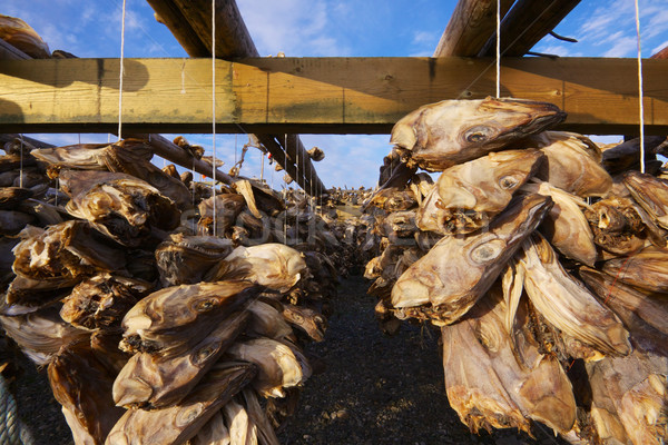 Dried stock fish in Norway Stock photo © Harlekino
