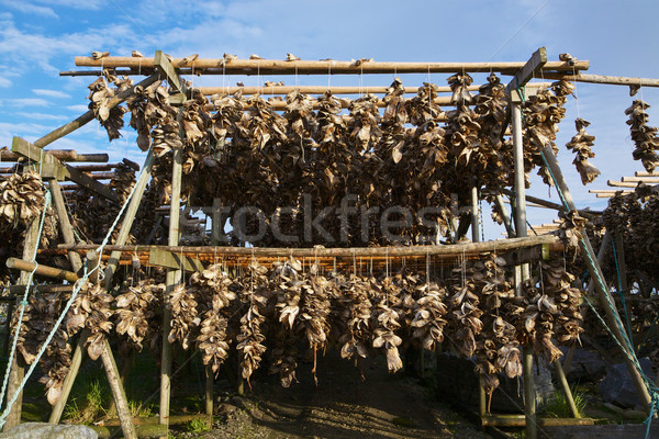 Traditional stock fish in Norway Stock photo © Harlekino