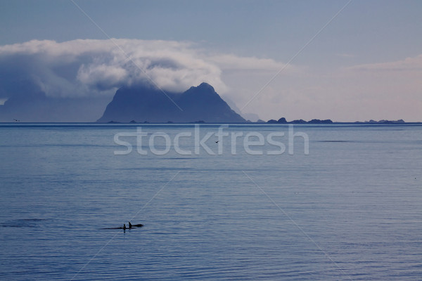 Orcas panorama Stock photo © Harlekino