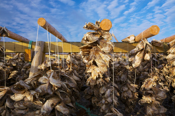 Drying stock fish in Norway Stock photo © Harlekino