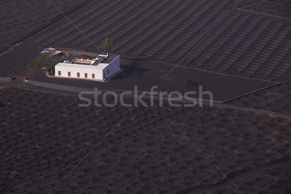 Plantation on Lanzarote Stock photo © Harlekino