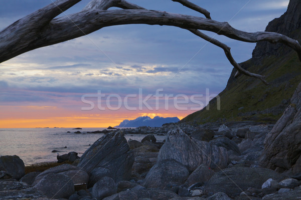 Playa Noruega árbol montana verano Foto stock © Harlekino