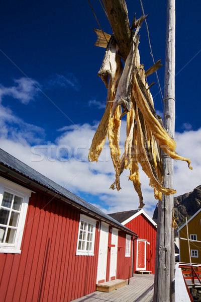 Stock fish on Lofoten Stock photo © Harlekino