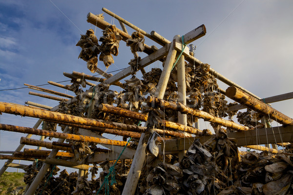 Drying stockfish Stock photo © Harlekino