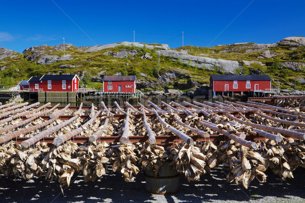 Stock fish on Lofoten Stock photo © Harlekino