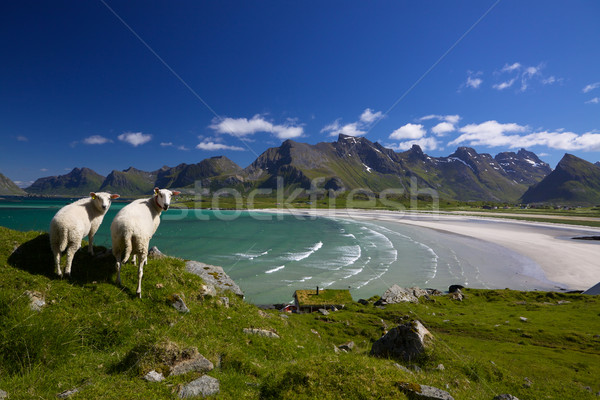 Сток-фото: овец · сельскохозяйственных · животных · Норвегия · области · гор