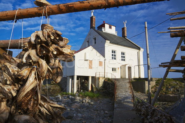 Stockfish drying Stock photo © Harlekino