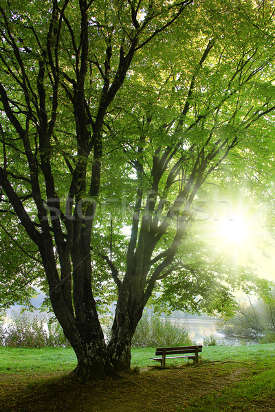 Foto stock: Cosecha · banco · solitario · árbol · follaje · hierba