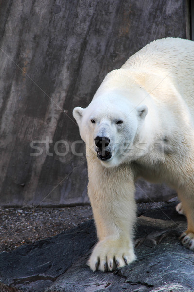 Ijs beer groot oude lopen rotsen Stockfoto © Hasenonkel