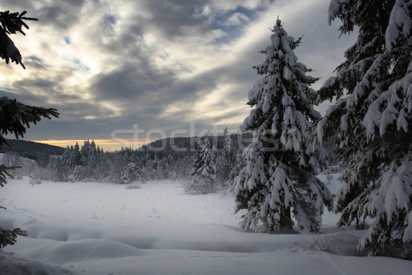 Winter Stock photo © Hasenonkel