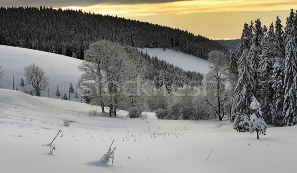 Winter zwarte bos Duitsland hout landschap Stockfoto © Hasenonkel